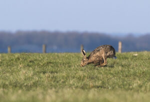 Reference photo of hare used for the limited edition prints